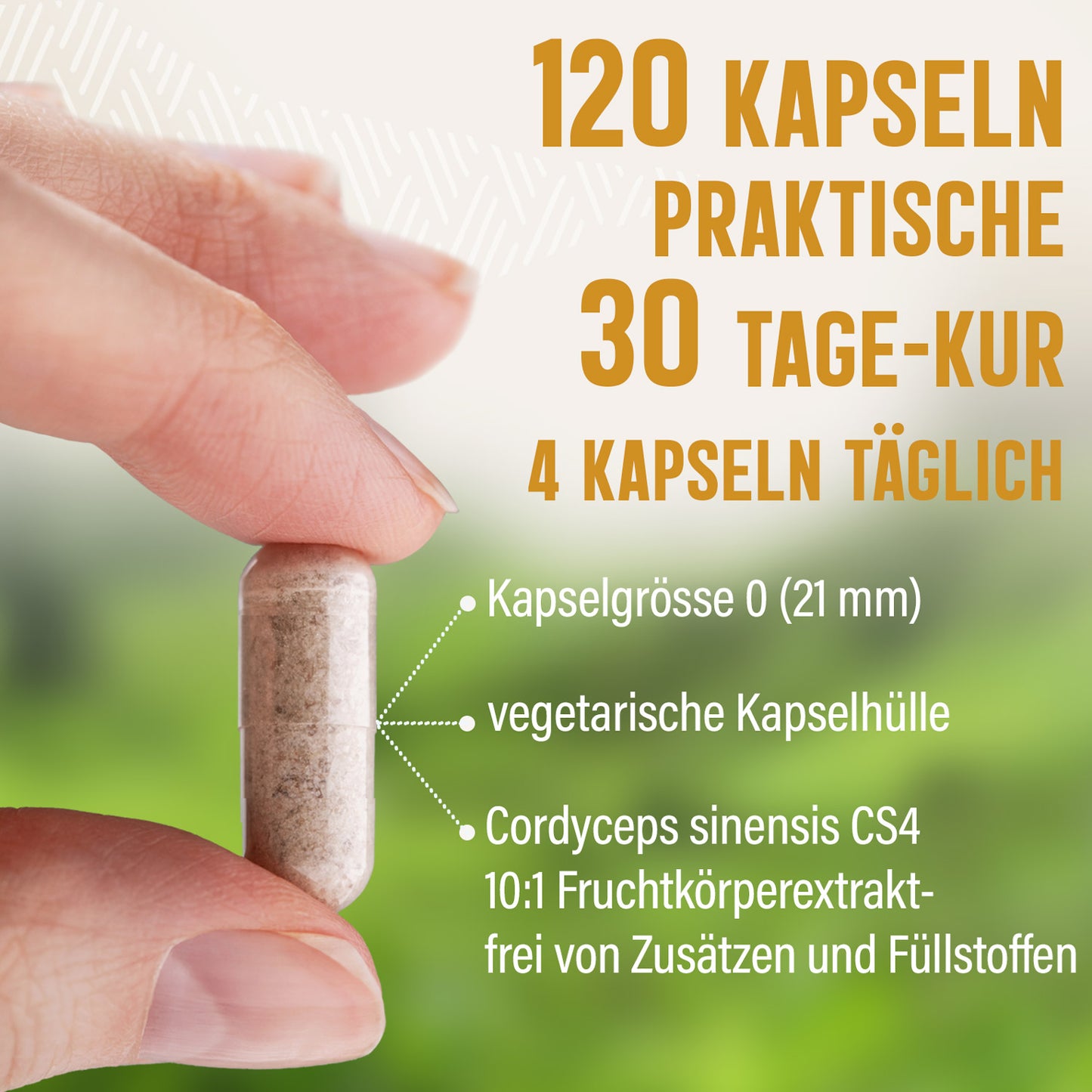 Cordyceps Extrakt Kapseln - 120 Stück, 1640 mg Tagesportion