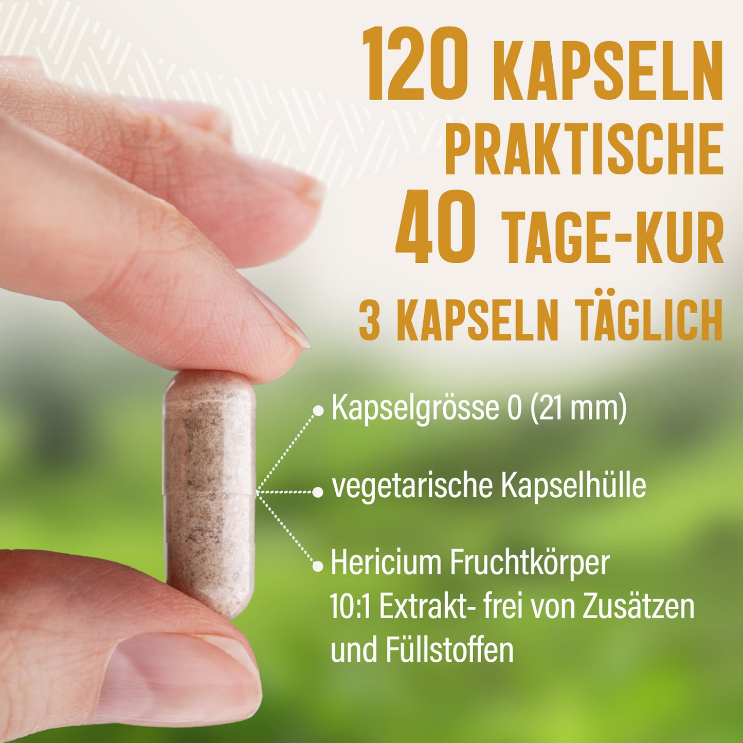Hericium erinaceus Extrakt Kapseln - 120 Stück, 1320 mg Tagesportion