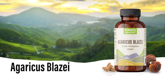 Agaricus Blazei (Mandelpilz) – Herkunft, Nutzung & Fakten