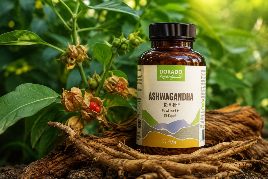 Ashwagandha KSM-66®: Extrakt, Withanolide, Qualität und Einnahme erklärt