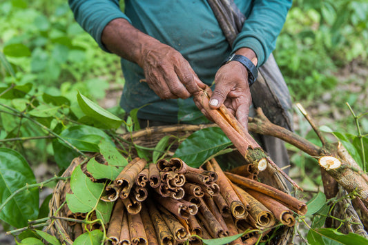 Ceylon Zimt Kapseln – Extrakt & Polyphenole
