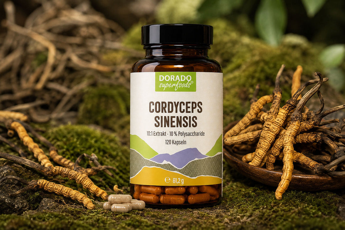 Cordyceps Extrakt Kapseln 10:1 - Fruchtkörper & Polysaccharide