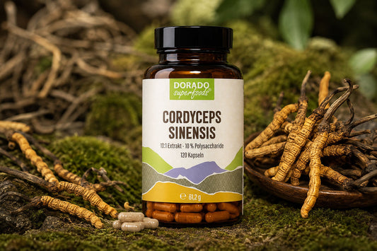 Cordyceps Extrakt Kapseln 10:1 - Fruchtkörper & Polysaccharide
