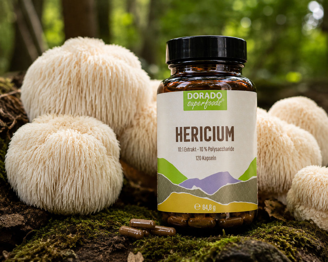 Hericium Extrakt: 10:1, Fruchtkörper und Polysaccharide