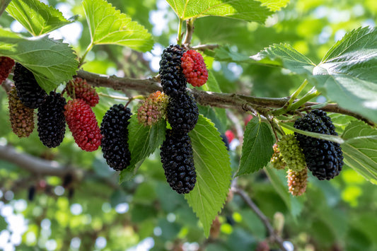Maulbeere Extrakt Kapseln – Fruchtextrakt, Morus nigra