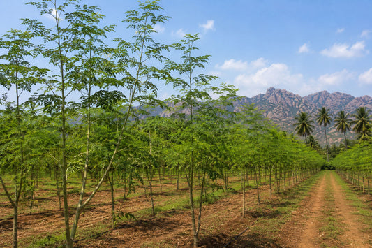 Moringa Oleifera Öl: für Körper und Küche