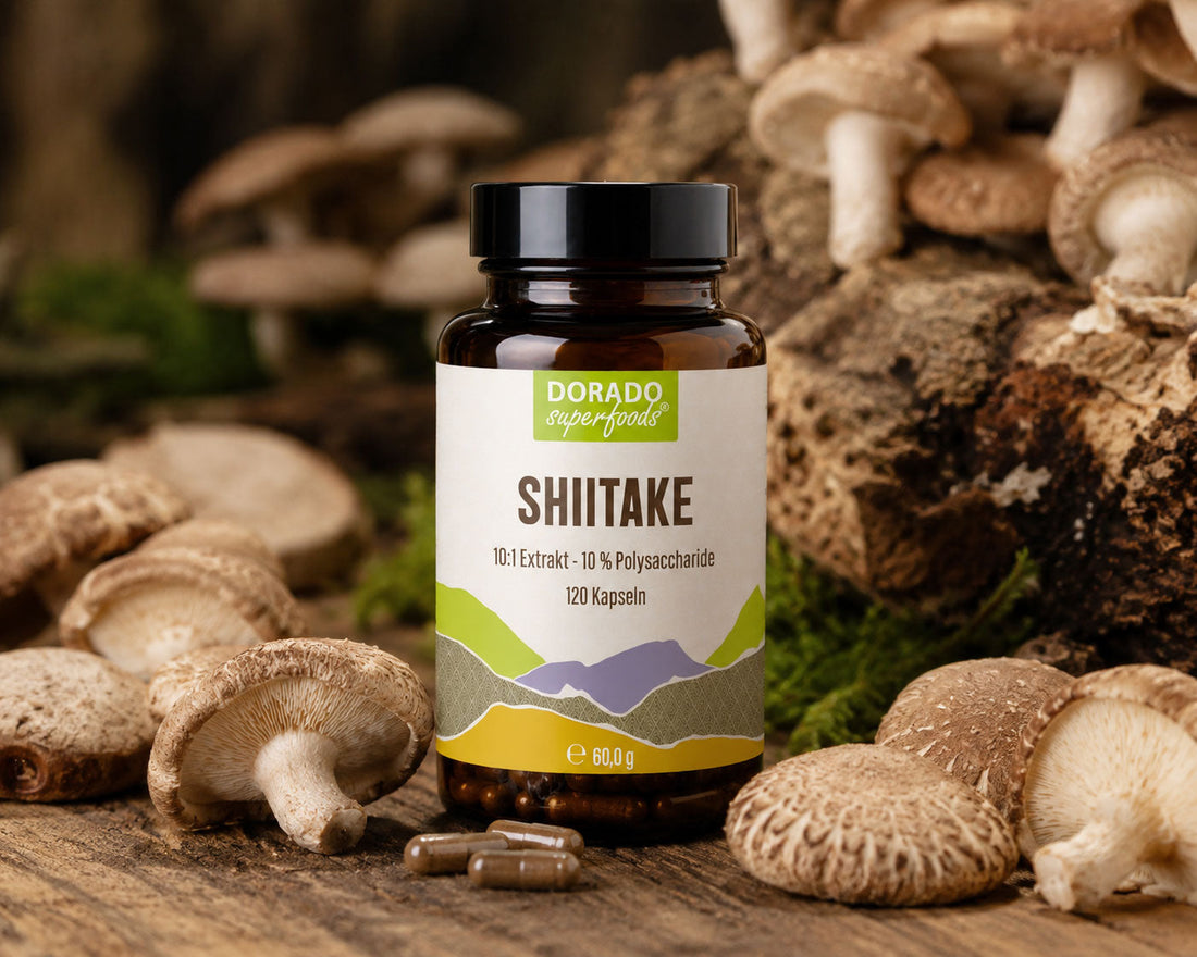 Shiitake Extrakt: 10:1, Fruchtkörper und Polysaccharide erklärt
