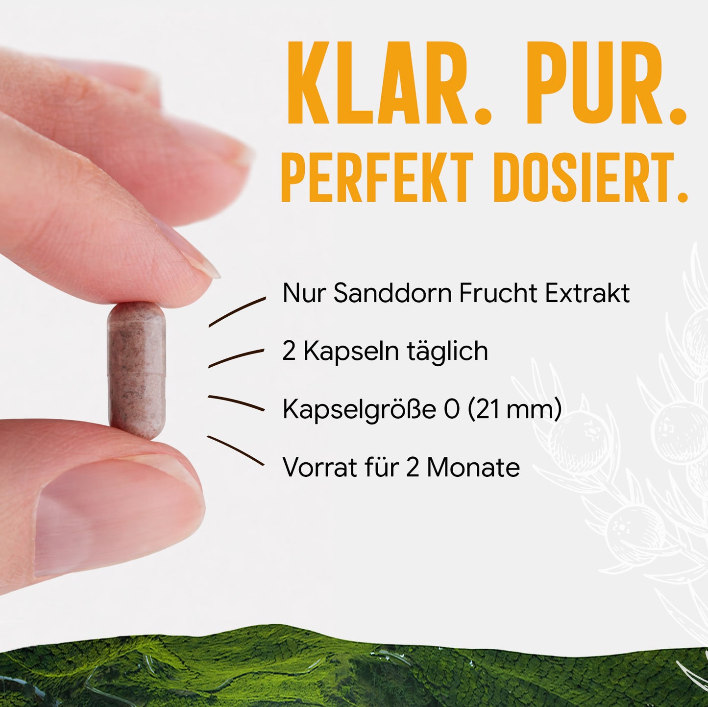 Sanddorn Extrakt Kapseln –  500 mg Frucht  – 30% Vitamin C | 120 Stück – 2 Monatsvorrat