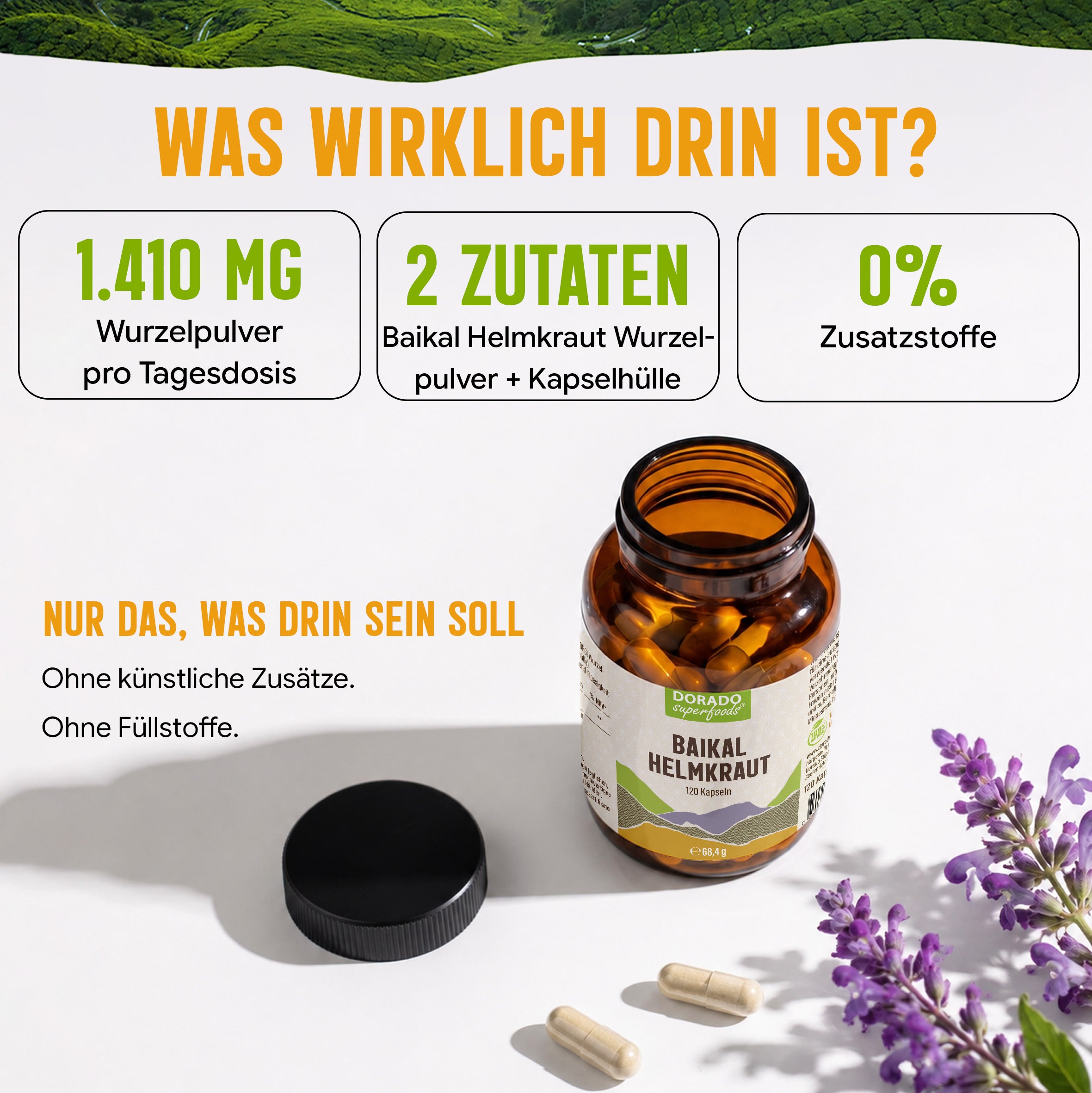 Baikal Helmkraut Kapseln | 470mg mit Baicalin | Scutellaria baicalensis | 120 vegane Kapseln