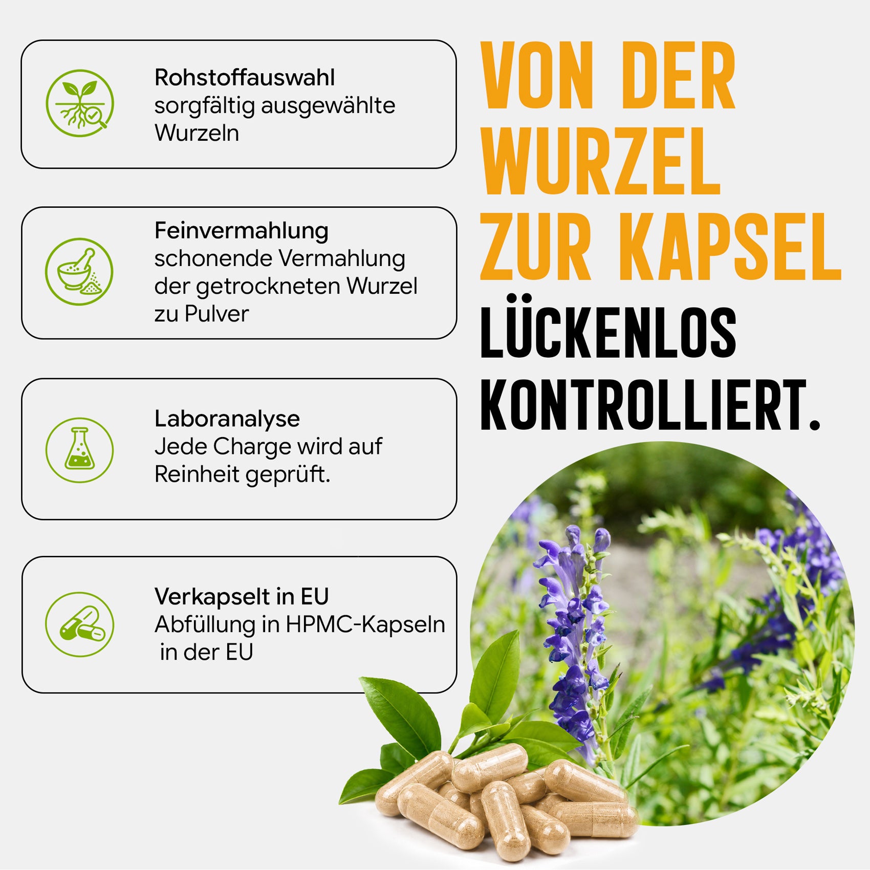 Baikal Helmkraut Kapseln | 470mg mit Baicalin | Scutellaria baicalensis | 120 vegane Kapseln