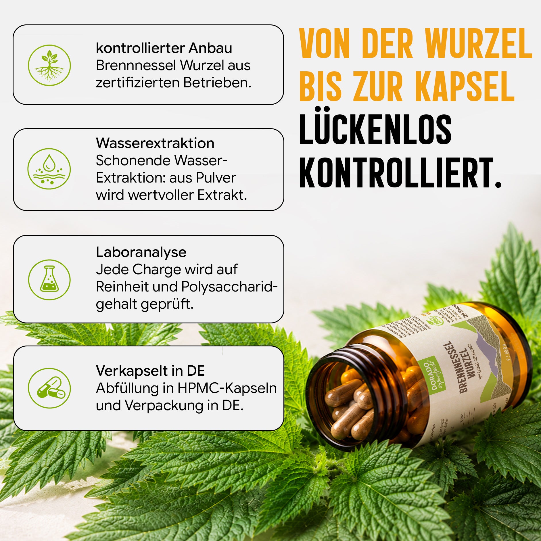 Brennnesselwurzel Kapseln hochdosiert | 400mg | 10:1 Extrakt | 120 vegane Kapseln
