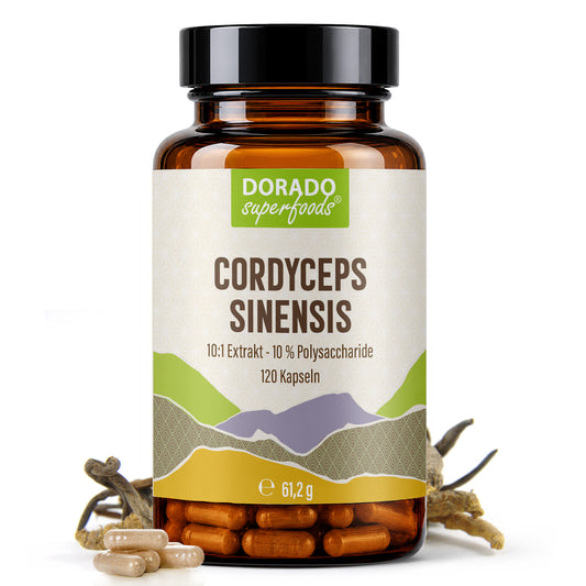 Cordyceps Pilz Kapseln hochdosiert | 410mg Extrakt | 10% Polysaccharide | 120 vegane Kapseln | Vitalpilz