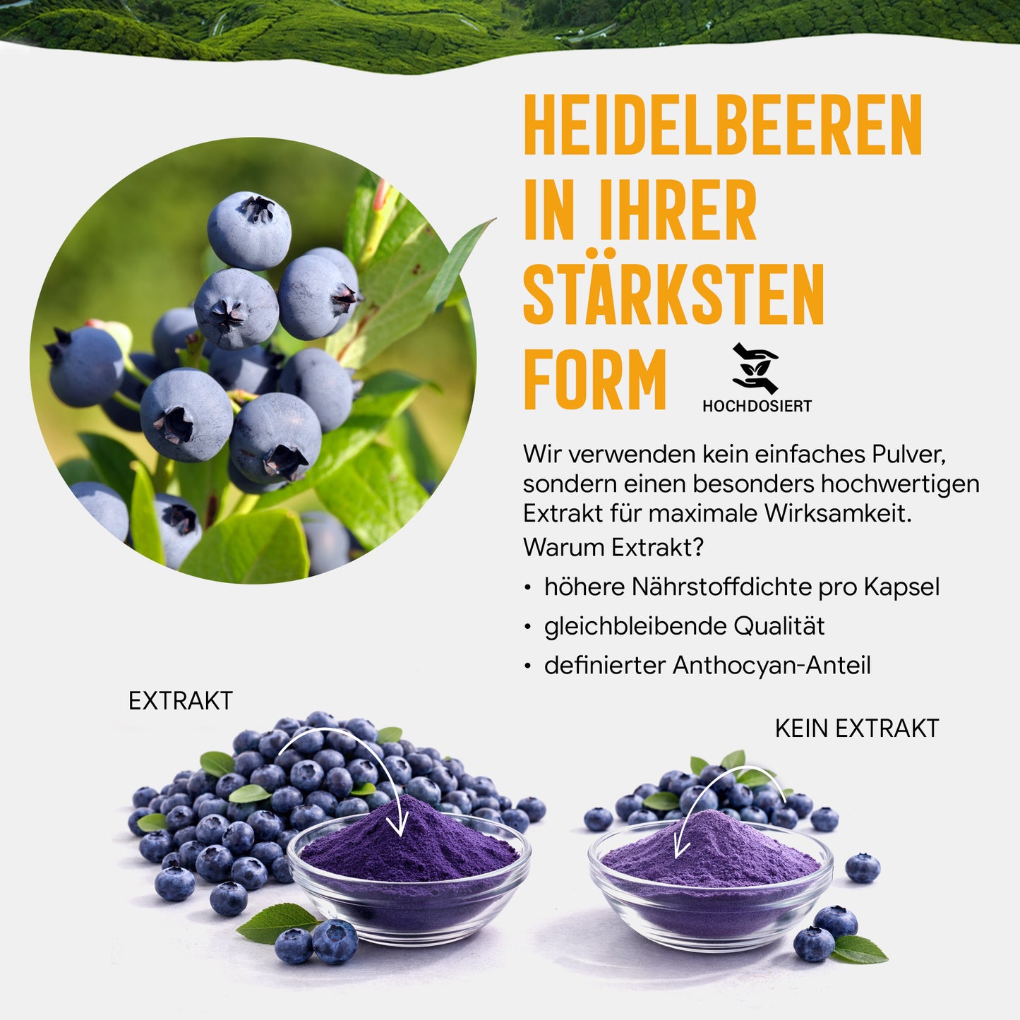 Heidelbeer Extrakt Kapseln –  300 mg – 25% Anthocyane | 120 Stück – 4 Monatsvorrat