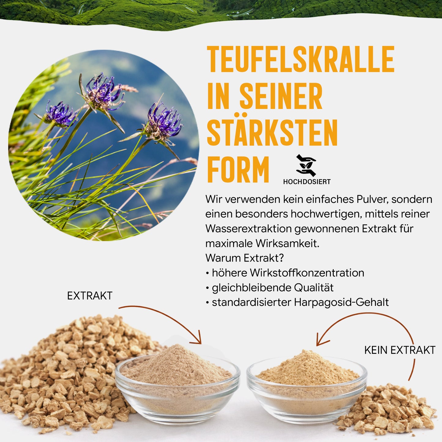 Teufelskralle Extrakt Kapseln - 490 mg | 5% Harpagoside - 4 Monatsvorrat