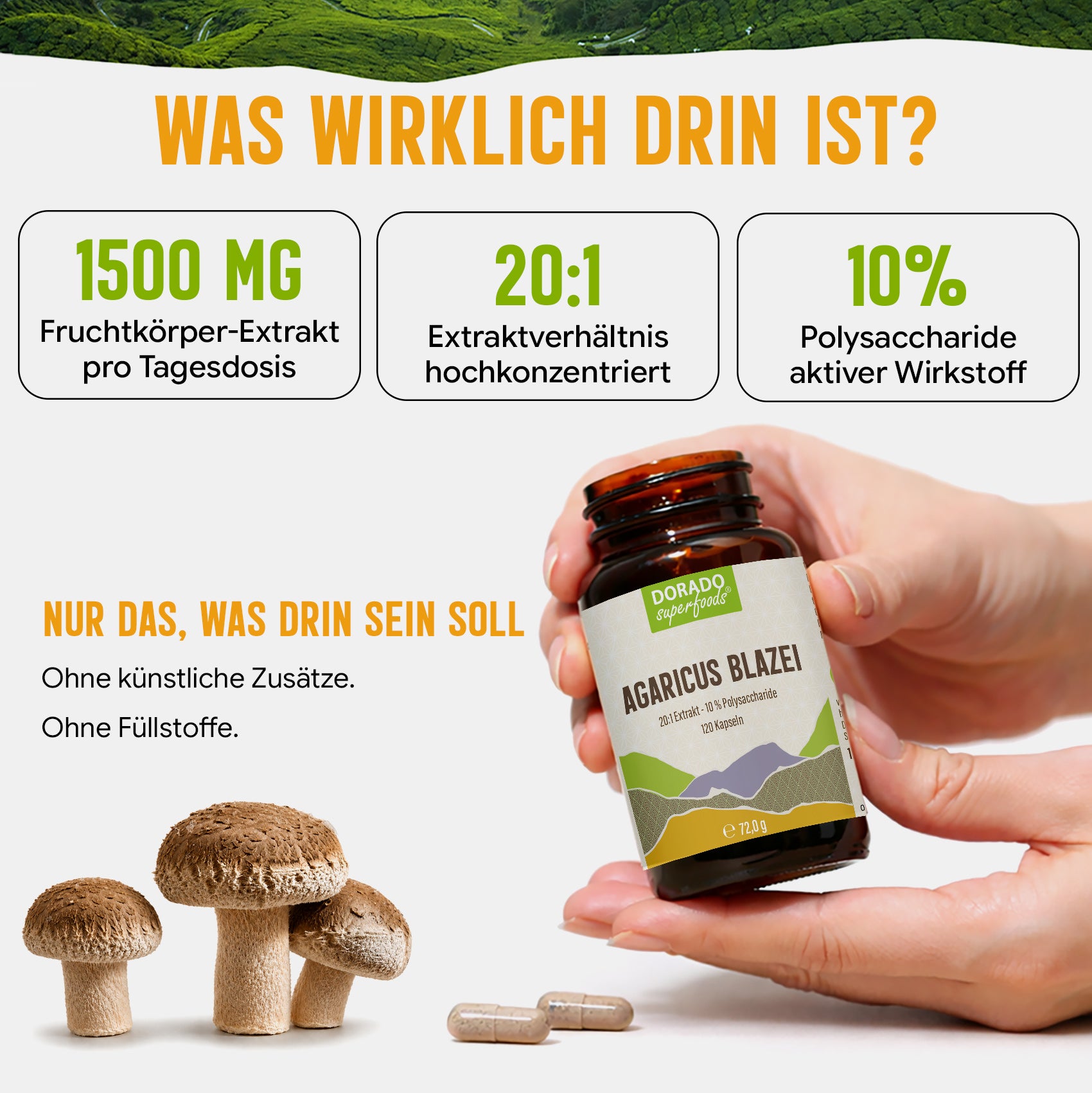 Agaricus Blazei Extrakt Kapseln hochdosiert | 500mg | 20:1 Extrakt | 120 vegane Kapseln | Vitalpilz