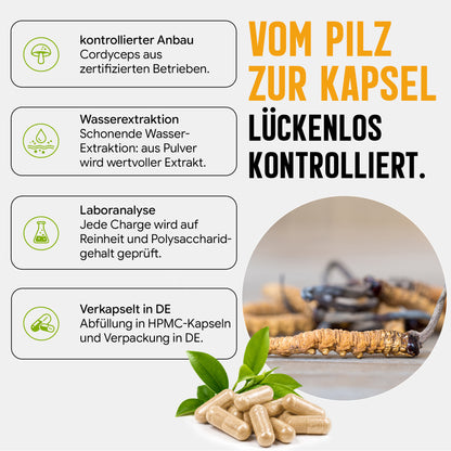 Cordyceps Pilz Kapseln hochdosiert | 410mg Extrakt | 10% Polysaccharide | 120 vegane Kapseln | Vitalpilz