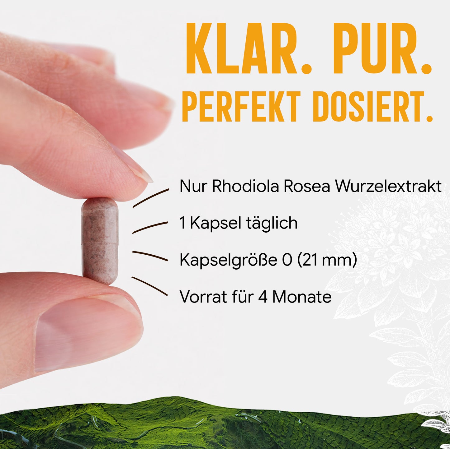 Rosenwurz Kapseln – 470 mg Rhodiola rosea Extrakt | 5 % Salidroside – 120 Stück 4-Monatsvorrat