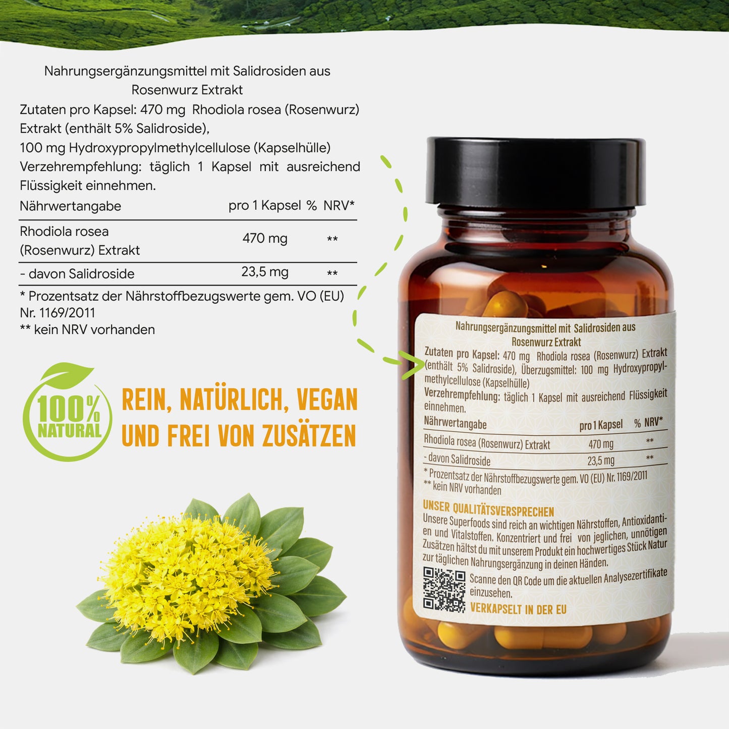 Rosenwurz Kapseln – 470 mg Rhodiola rosea Extrakt | 5 % Salidroside – 120 Stück 4-Monatsvorrat