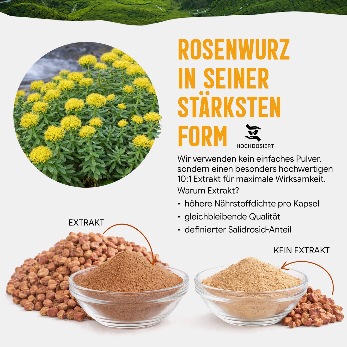 Rosenwurz Kapseln – 470 mg Rhodiola rosea Extrakt | 5 % Salidroside – 120 Stück 4-Monatsvorrat