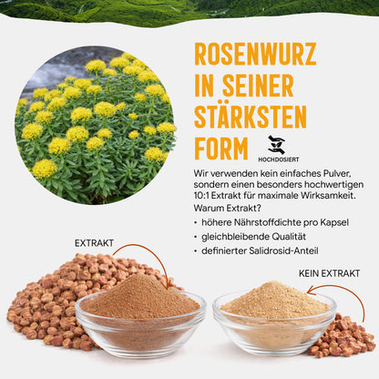 Rosenwurz Kapseln – 470 mg Rhodiola rosea Extrakt | 5 % Salidroside – 120 Stück 4-Monatsvorrat