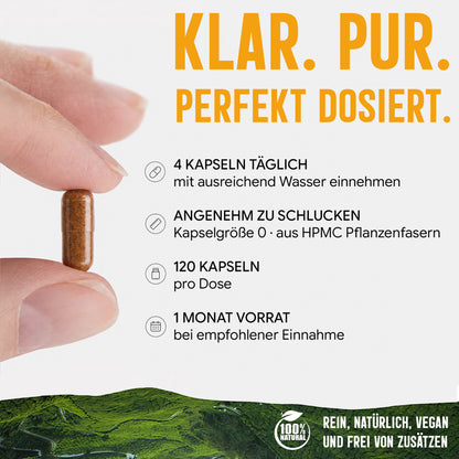 Shiitake Extrakt Kapseln - 120 Stück, 1600 mg Tagesportion